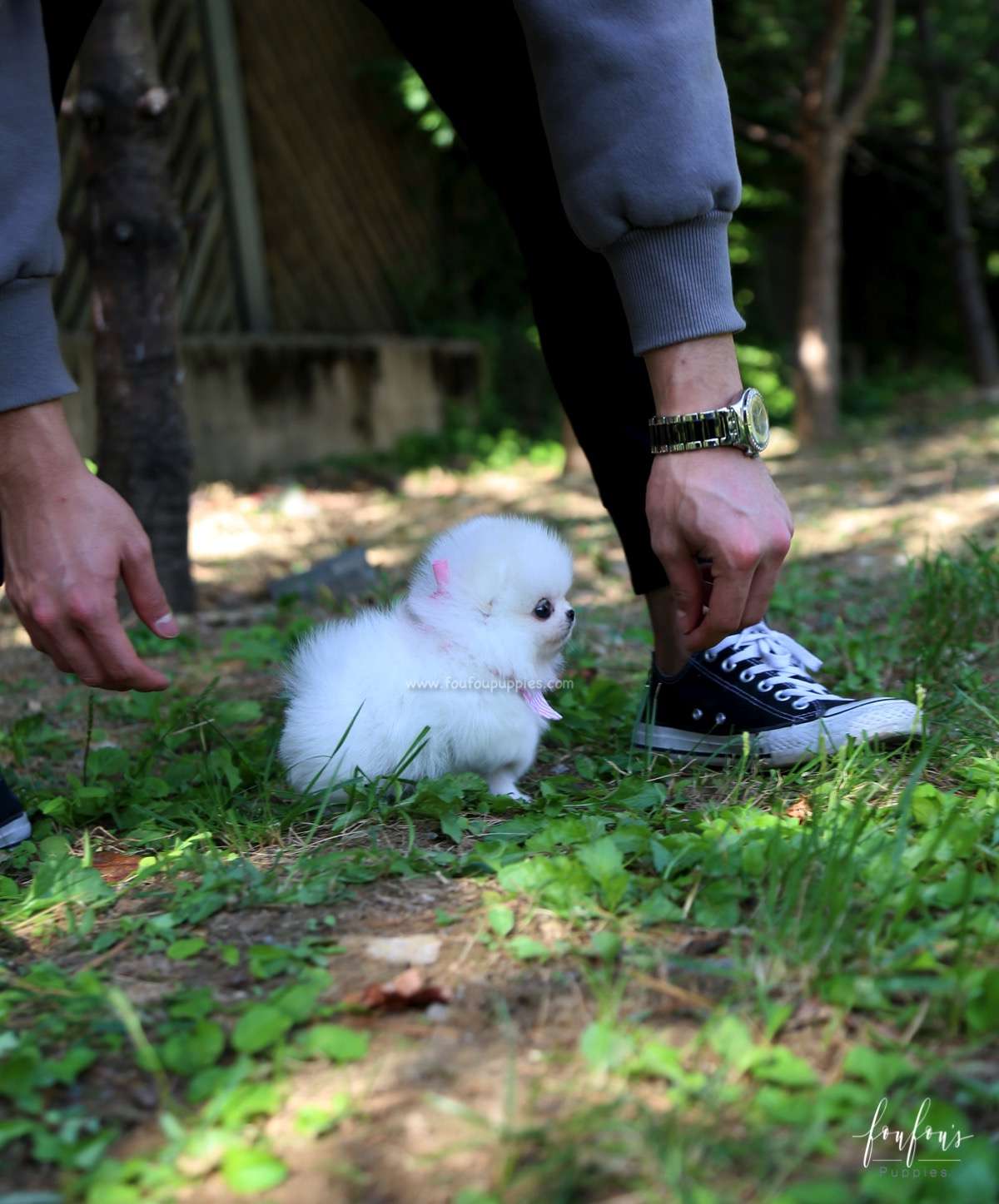 Neige - Pomeranian F.