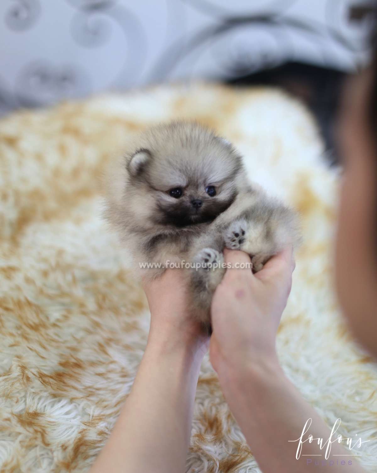 Cher - Pomeranian F.
