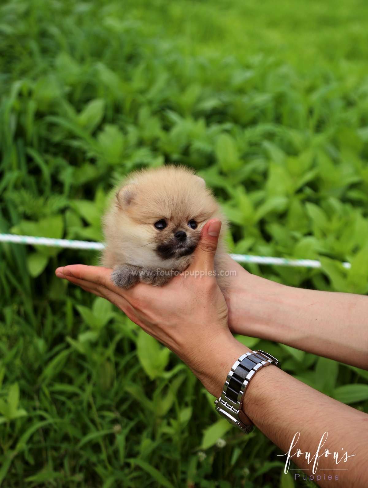 Cookie - Pomeranian F.