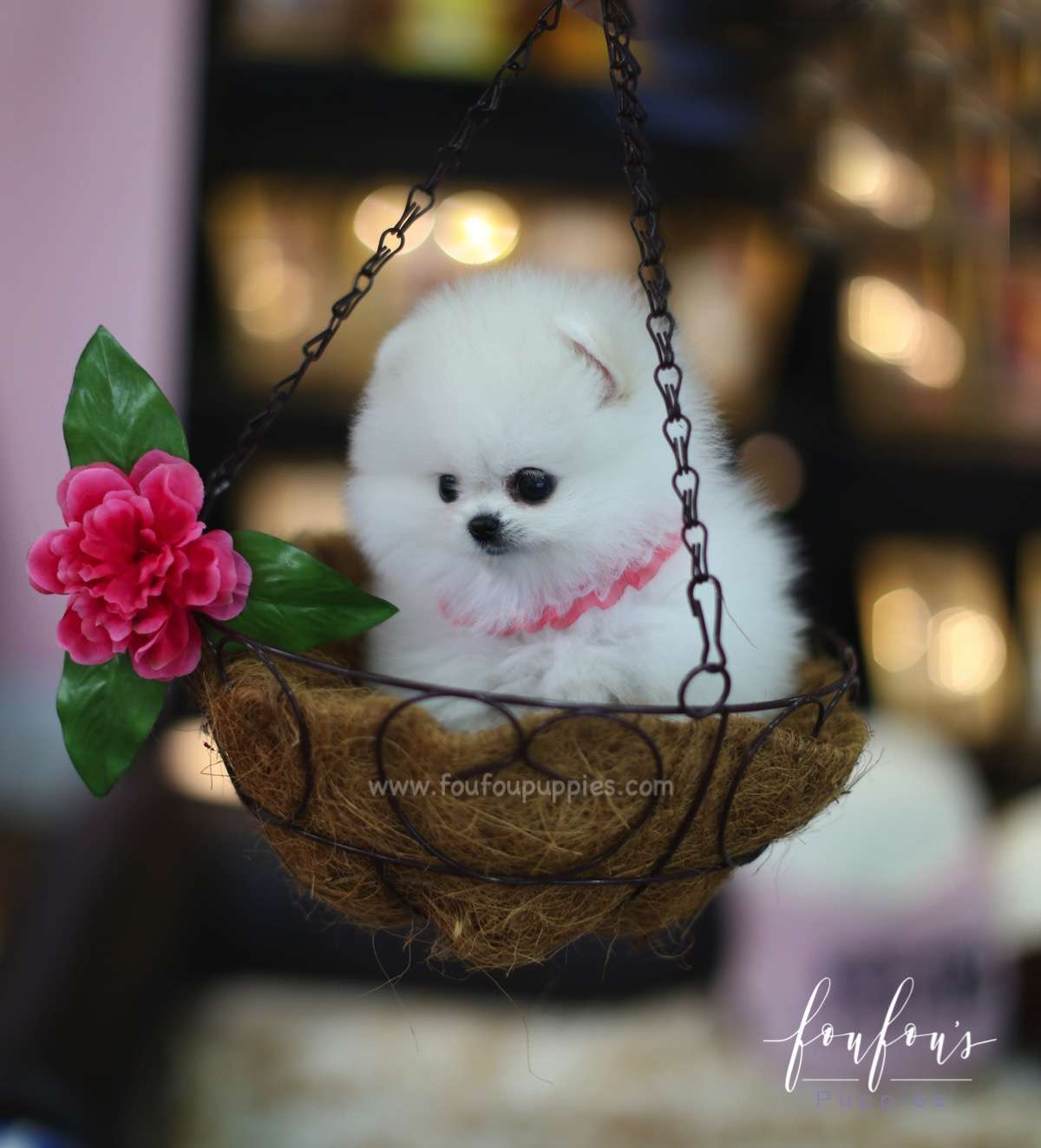 Angel - Pomeranian F.