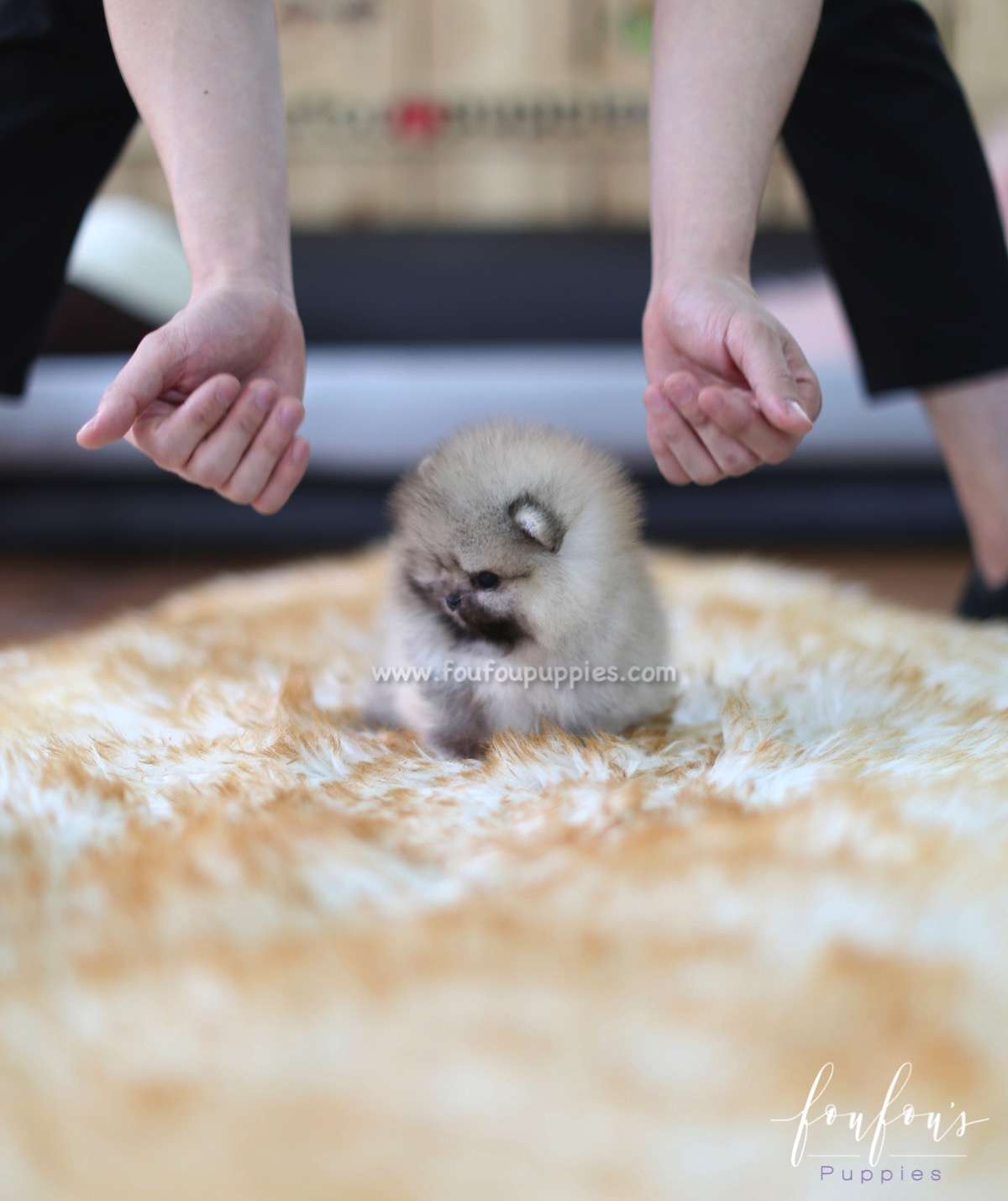 Cher - Pomeranian F.