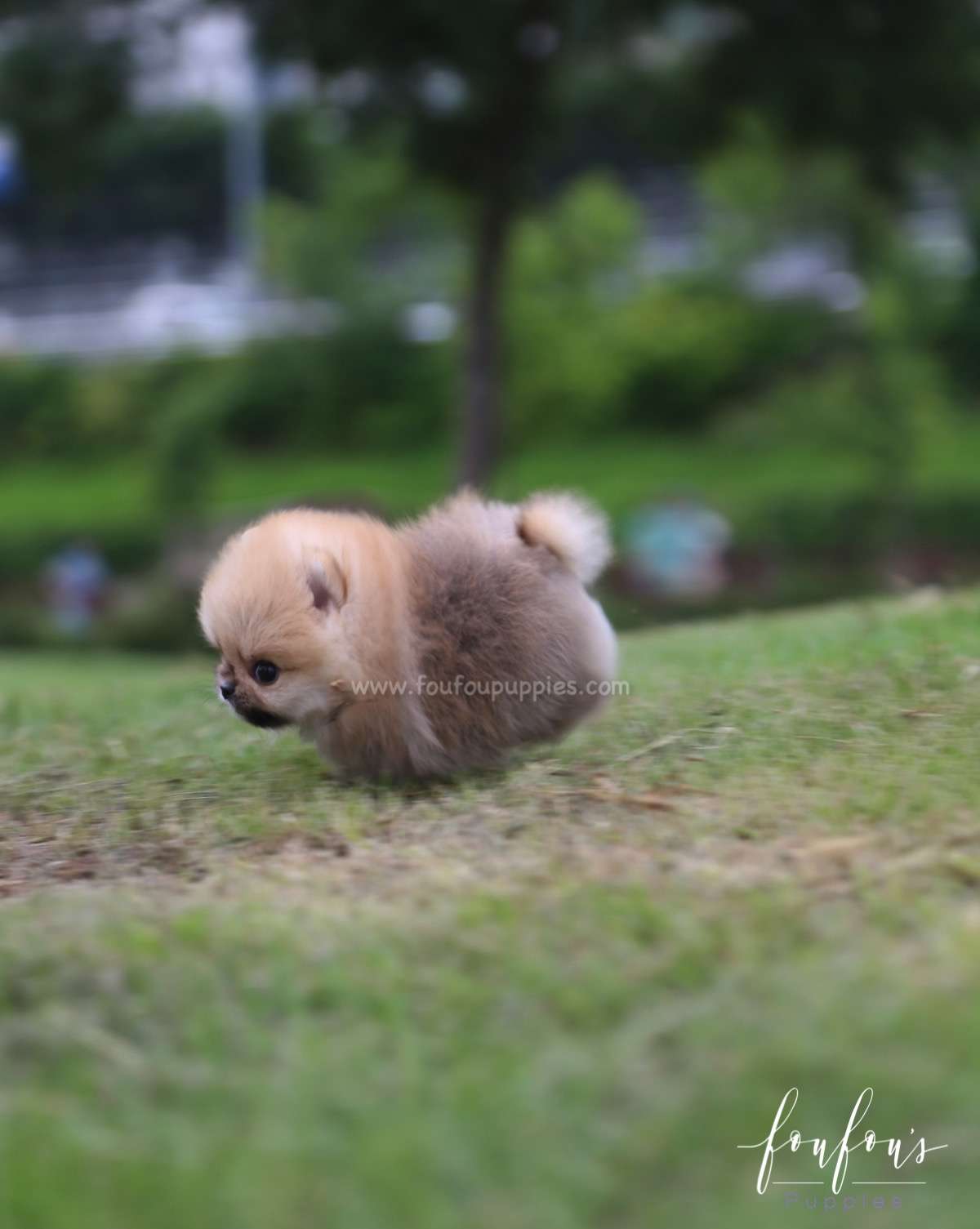 Cookie - Pomeranian F.