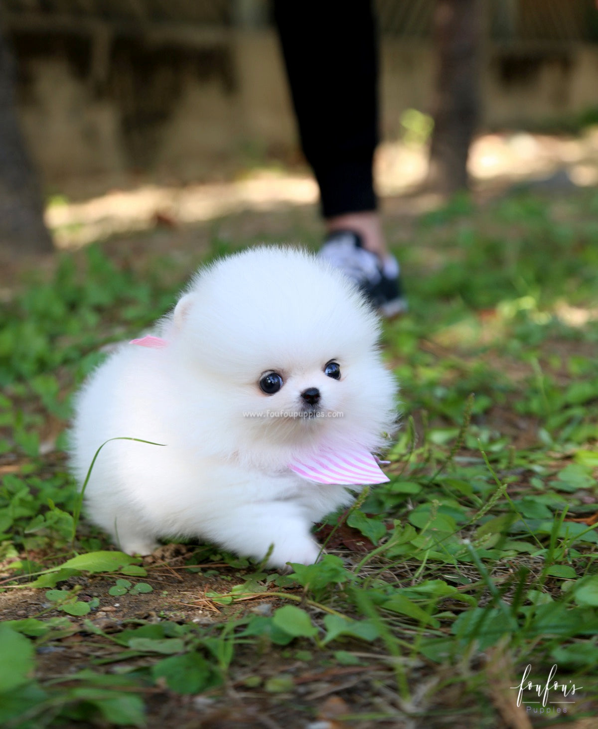 Neige - Pomeranian F.