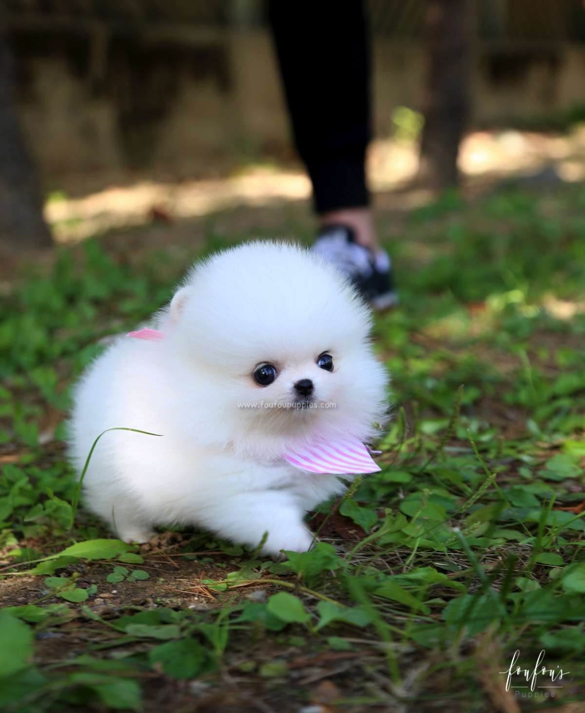 Neige - Pomeranian F.