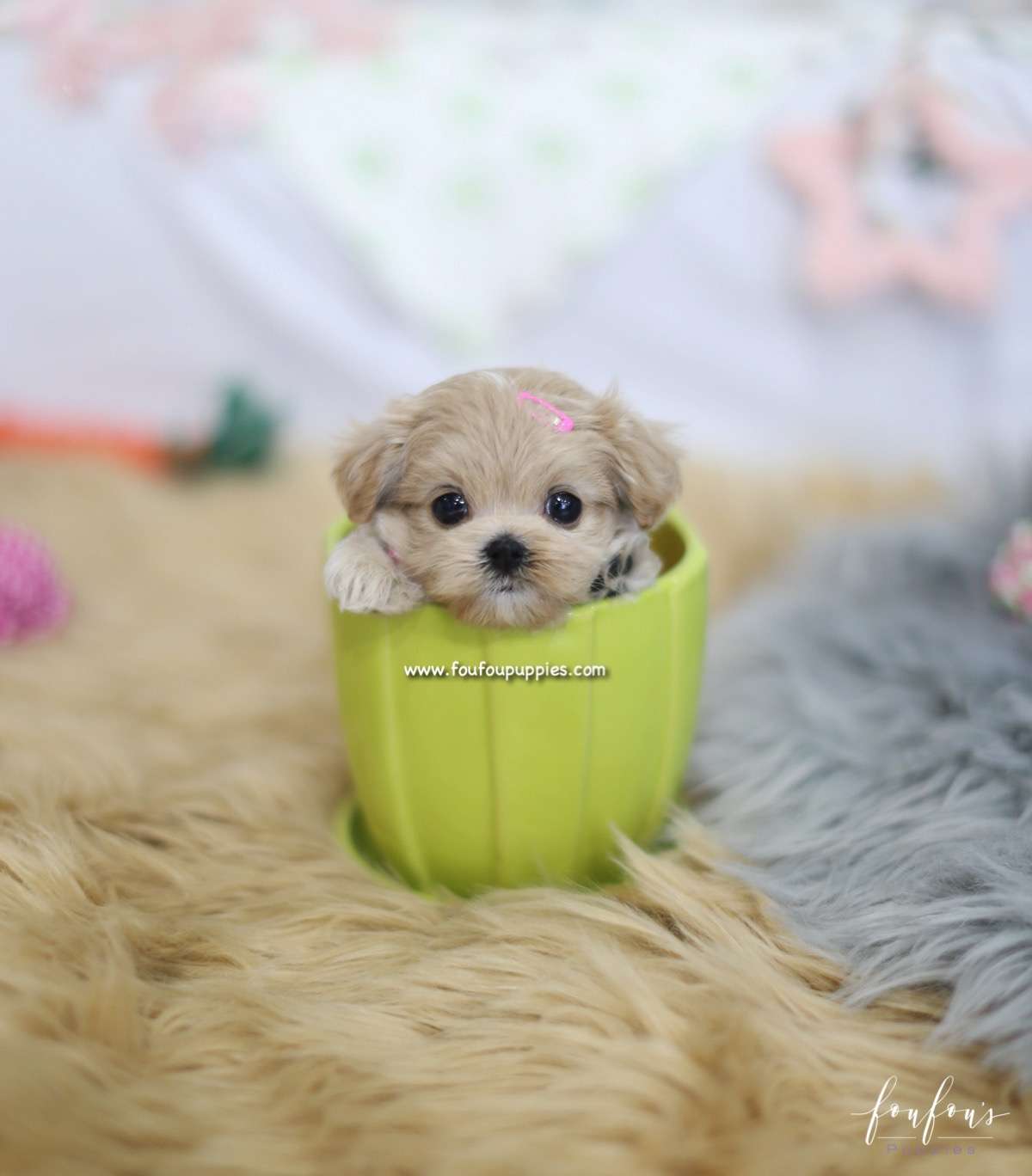 Lumi - Maltipoo F.