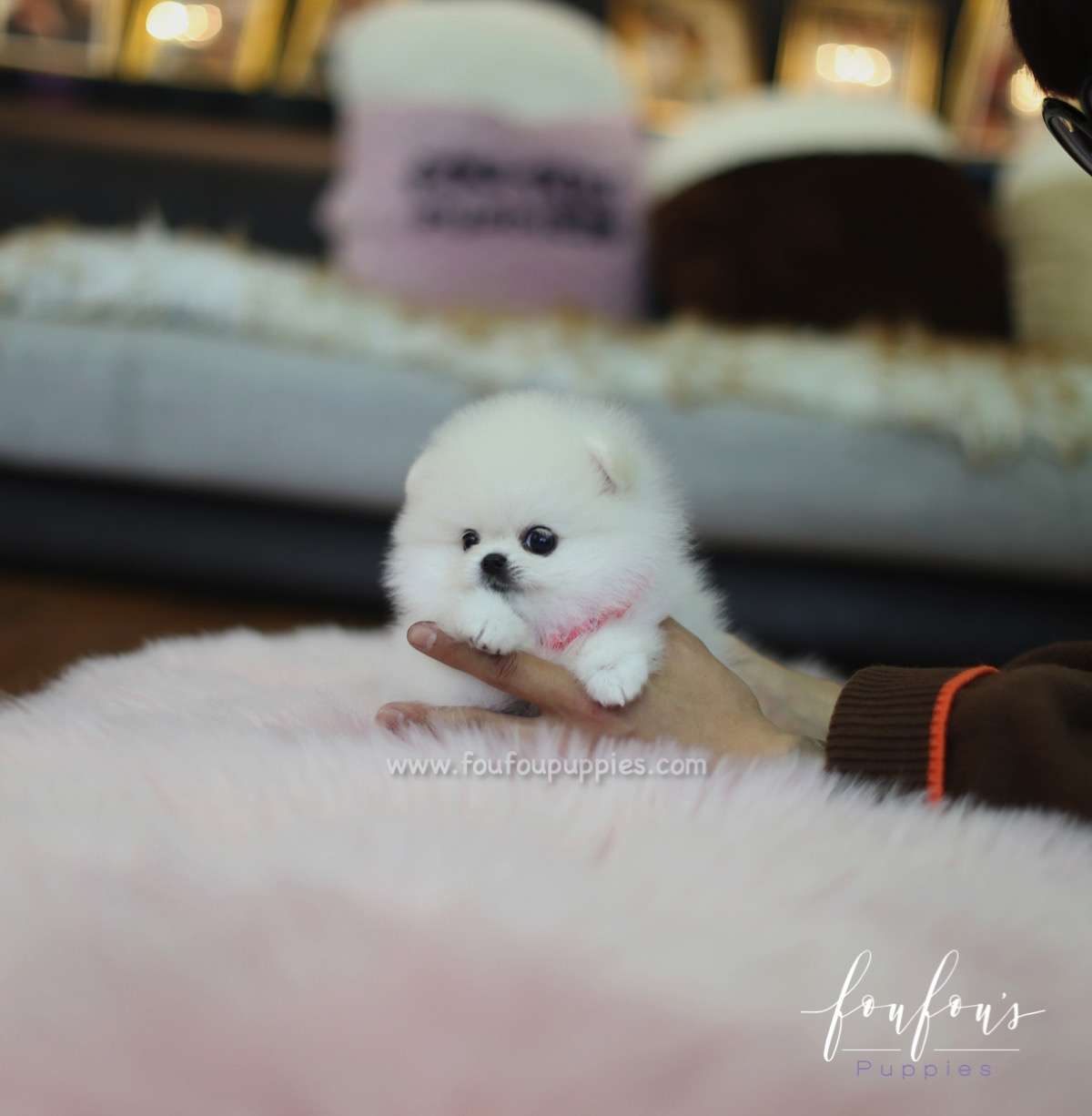 Angel - Pomeranian F.