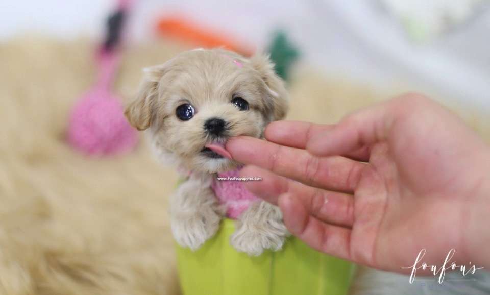 Lumi - Maltipoo F.