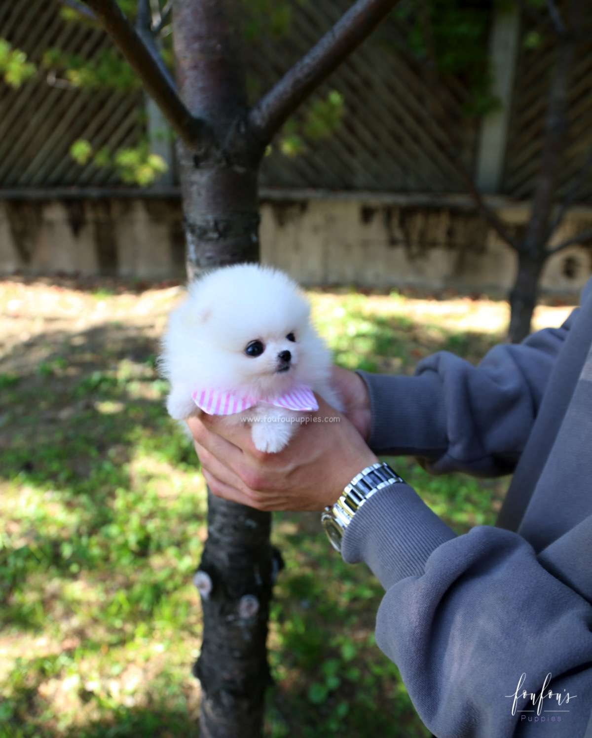 Neige - Pomeranian F.