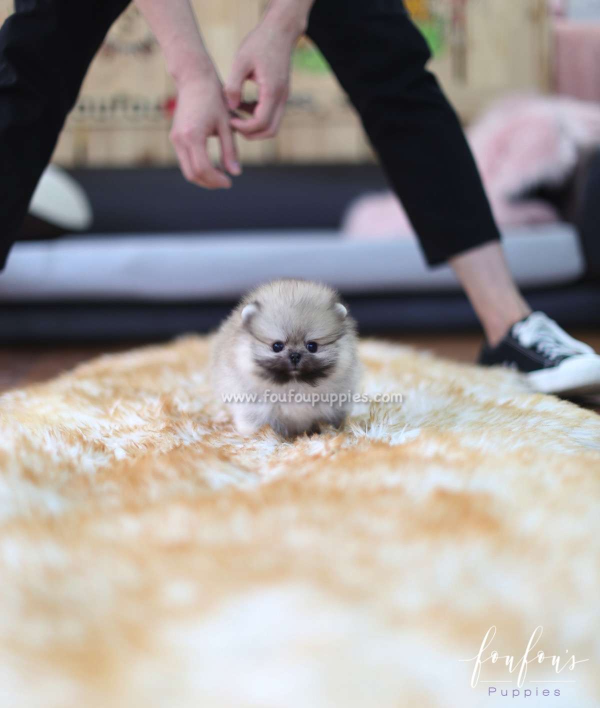 Cher - Pomeranian F.