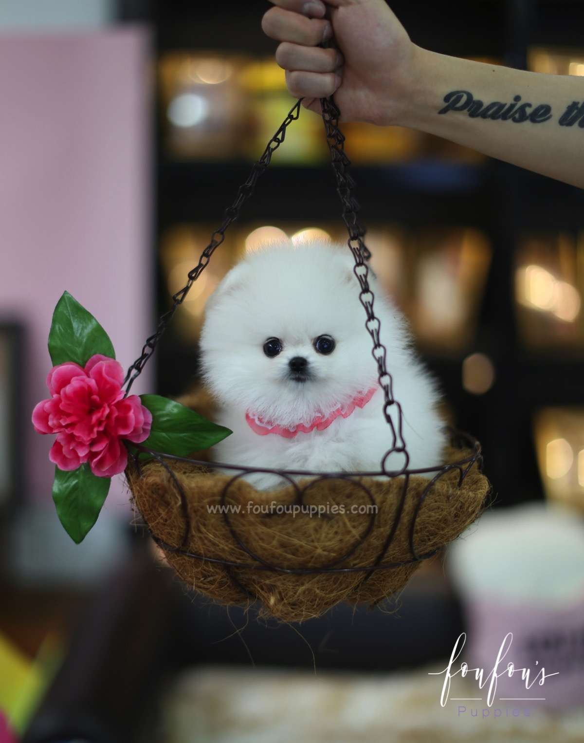 Angel - Pomeranian F.