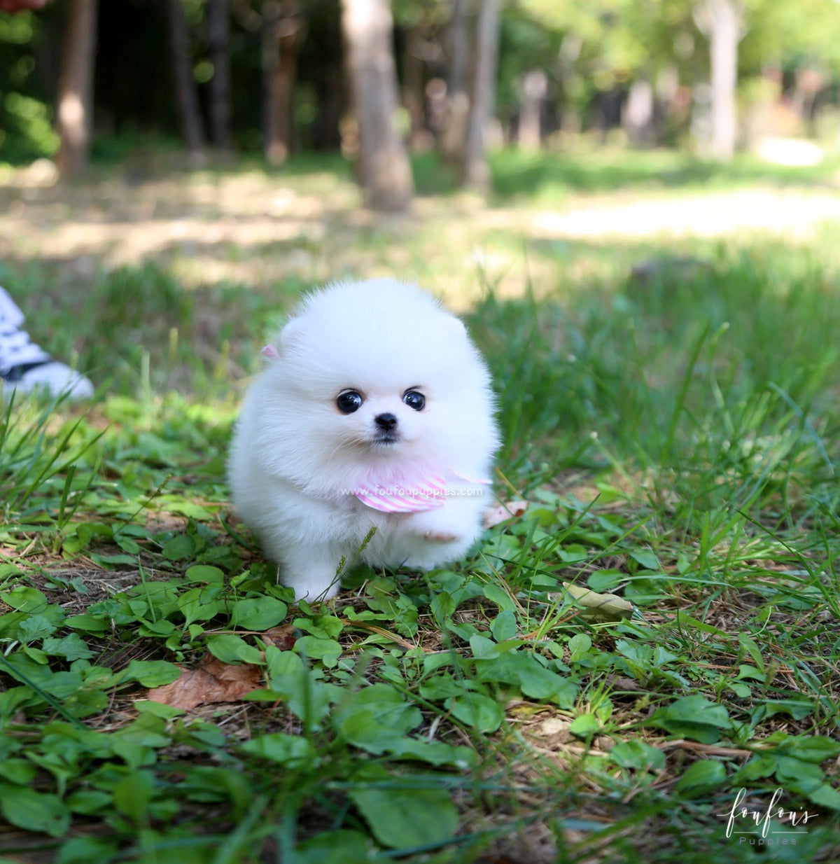 Neige - Pomeranian F.