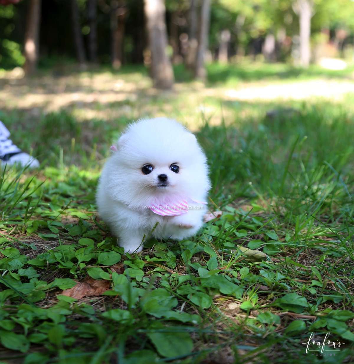 Neige - Pomeranian F.