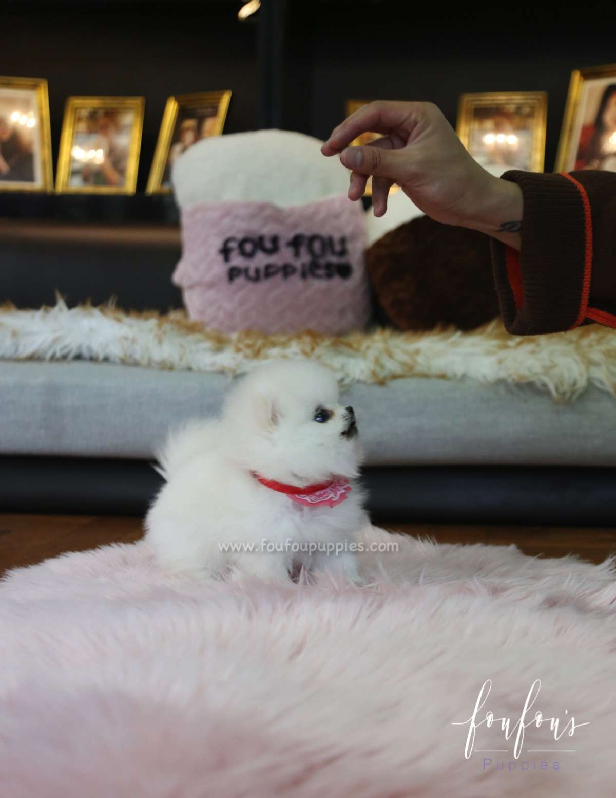 Angel - Pomeranian F.