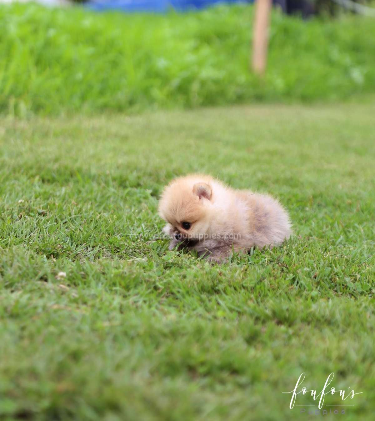 Cookie - Pomeranian F.