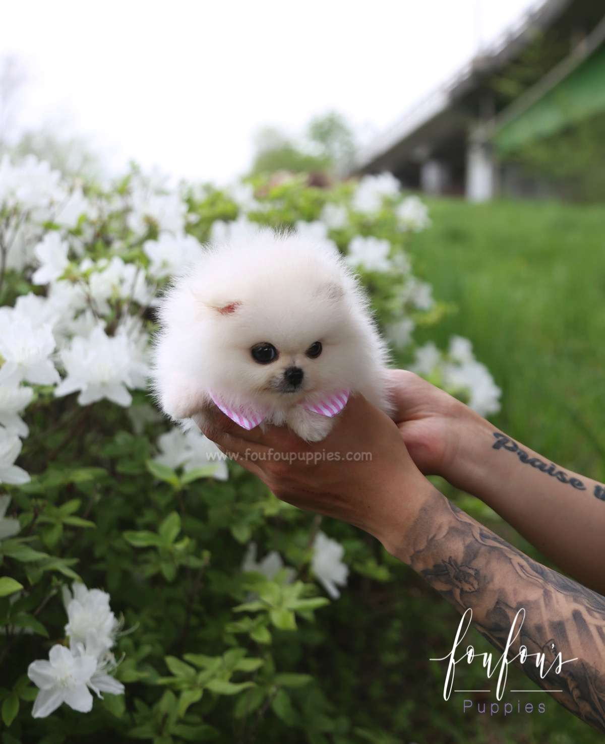 Cuddles - Pomeranian F.