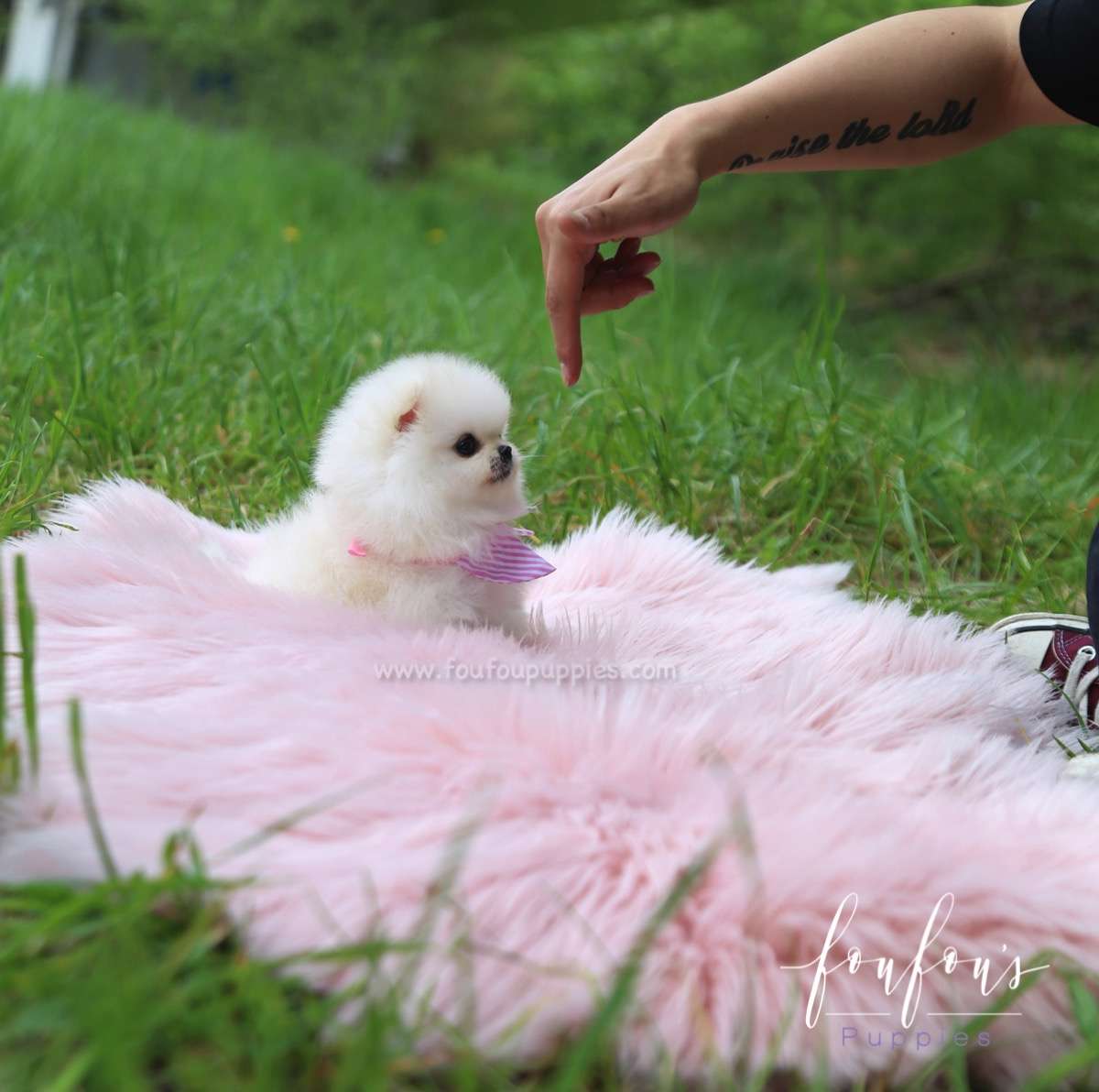 Cuddles - Pomeranian F.