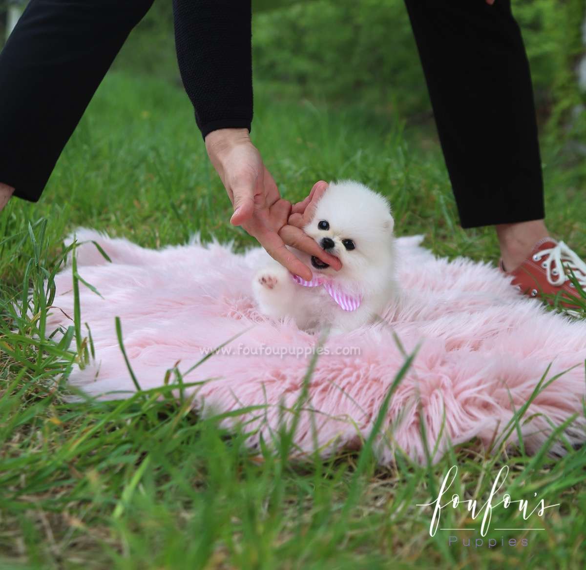 Cuddles - Pomeranian F.