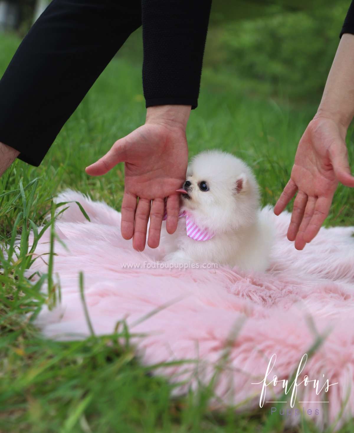 Cuddles - Pomeranian F.