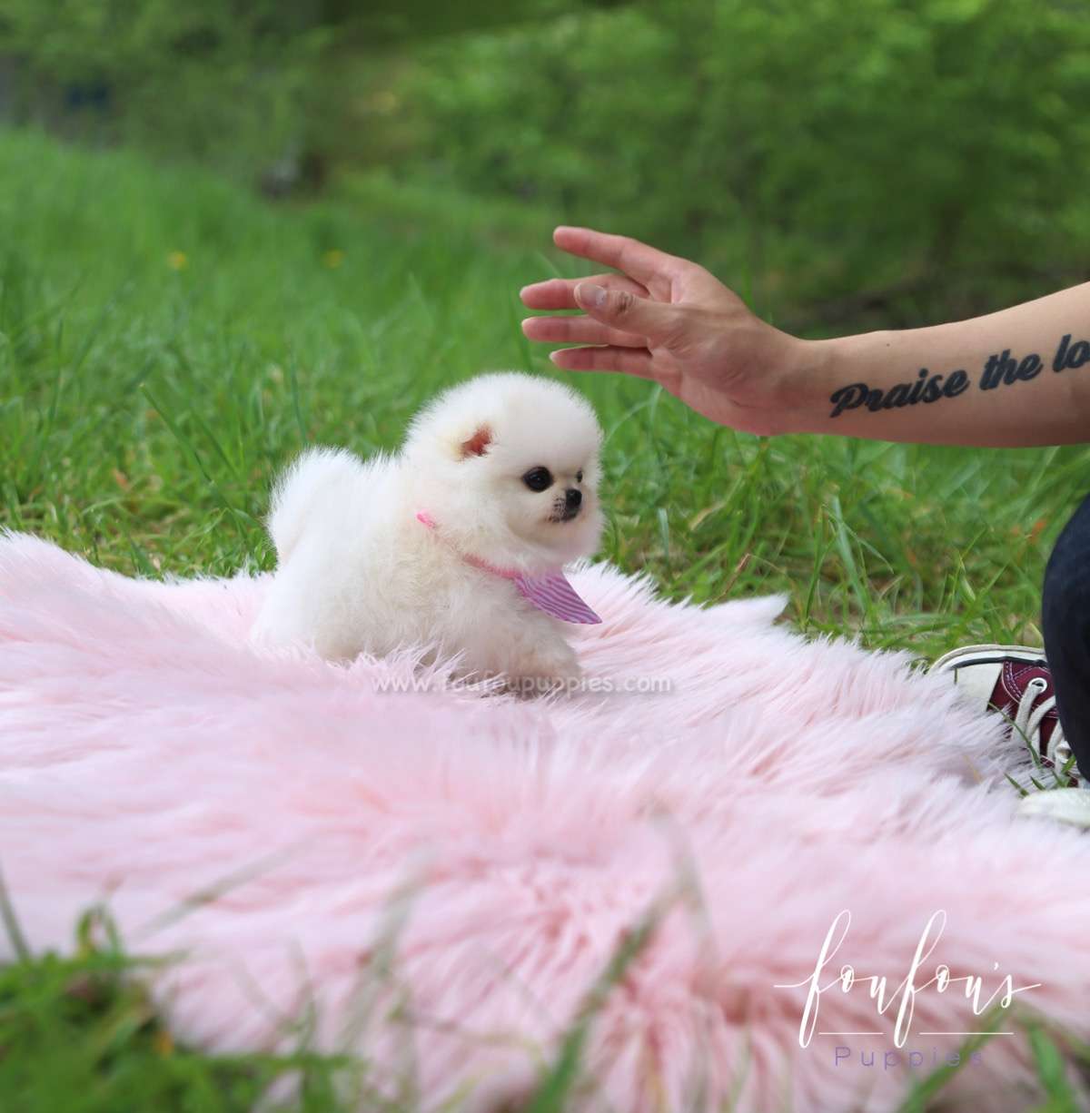 Cuddles - Pomeranian F.