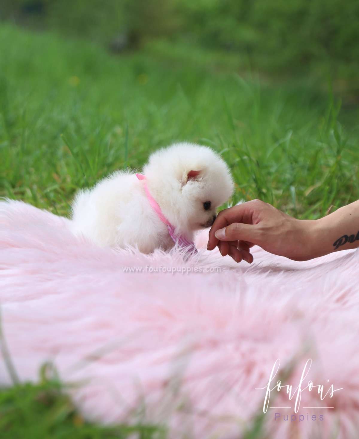 Cuddles - Pomeranian F.