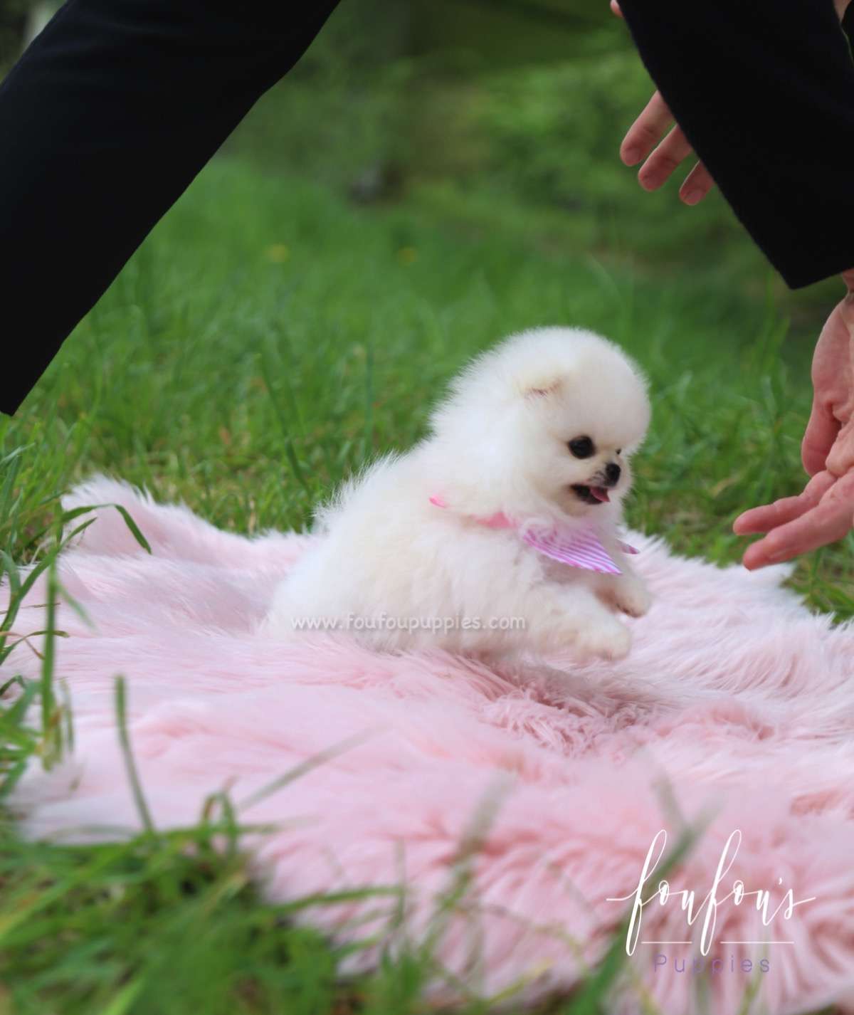Cuddles - Pomeranian F.