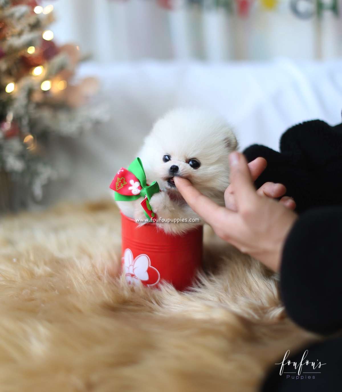 Holly - Pomeranian F.