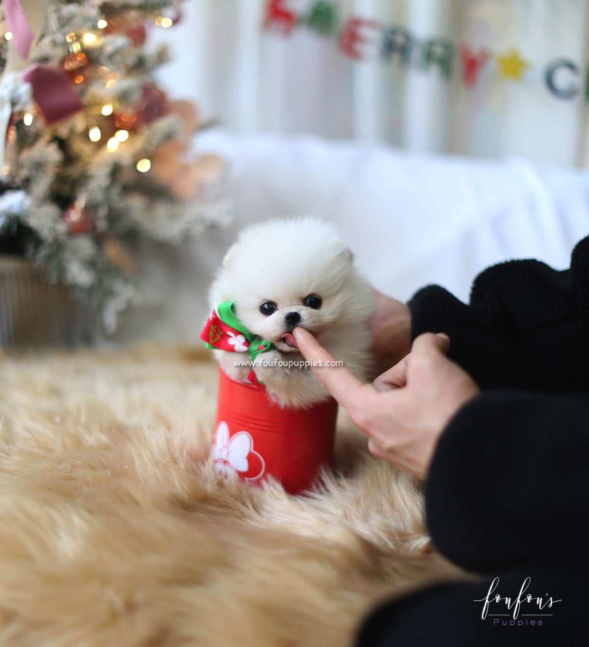 Holly - Pomeranian F.