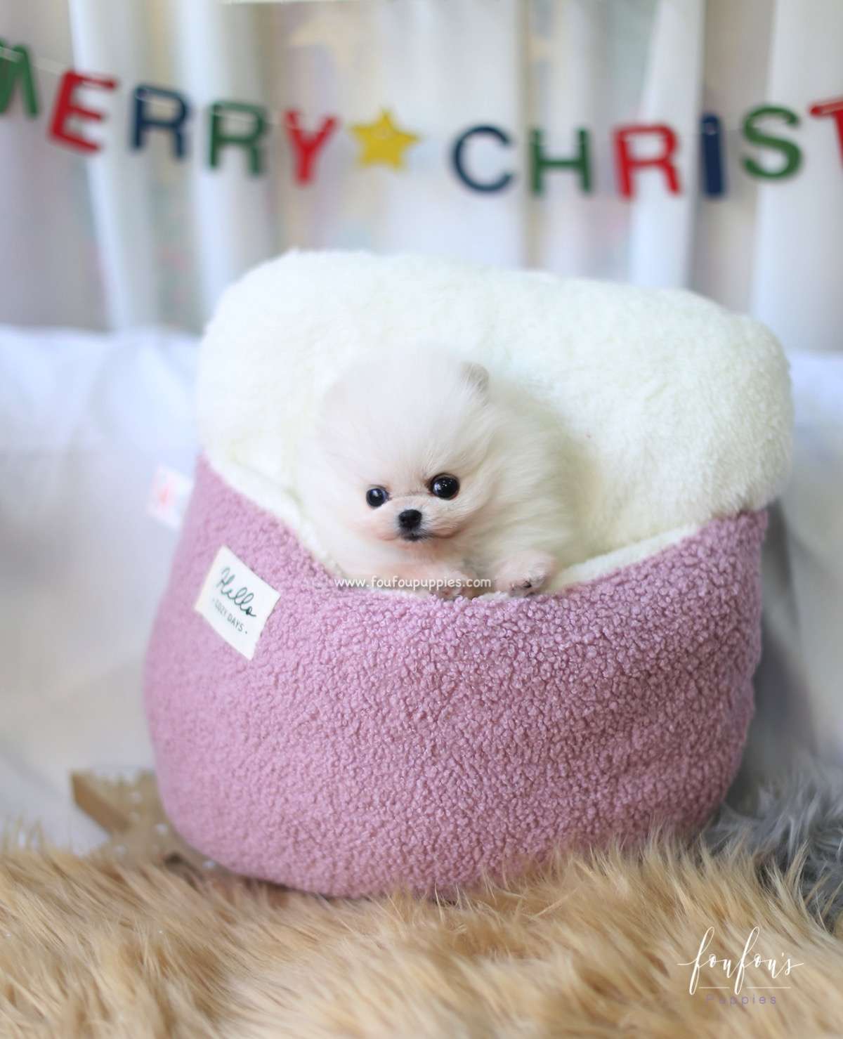 Holly - Pomeranian F.