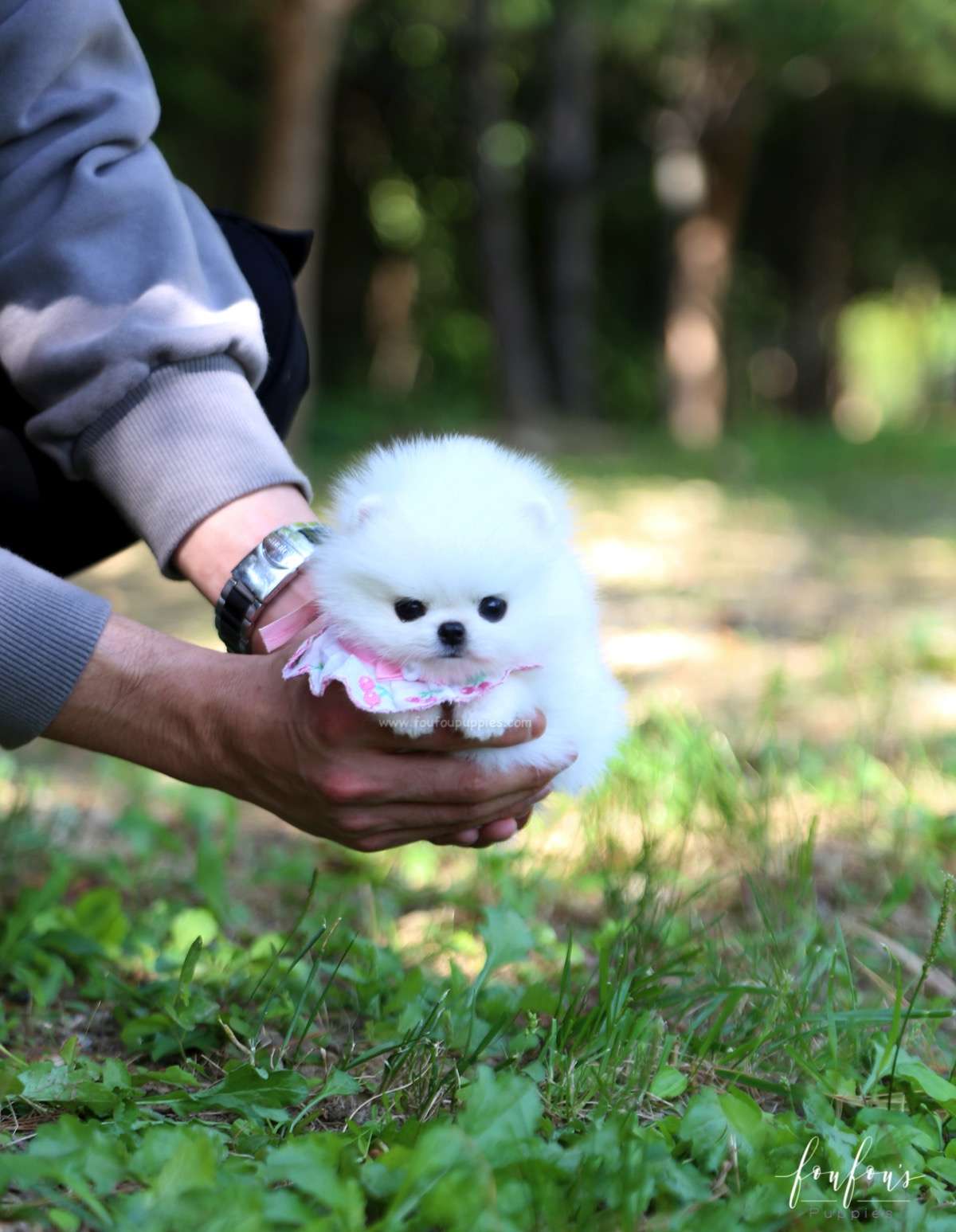 Aspen - Pomeranian F.