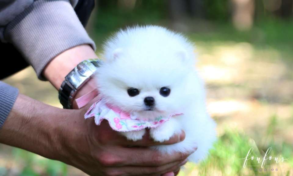 Aspen - Pomeranian F.