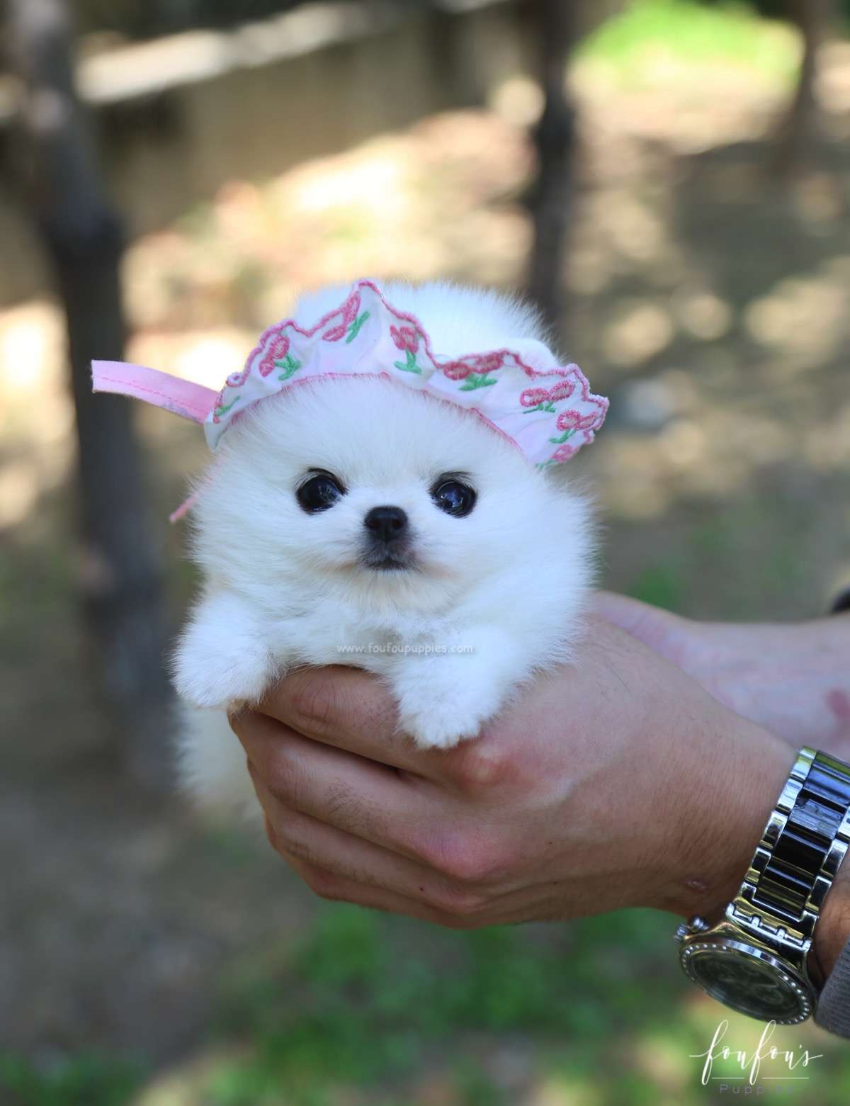 Aspen - Pomeranian F.