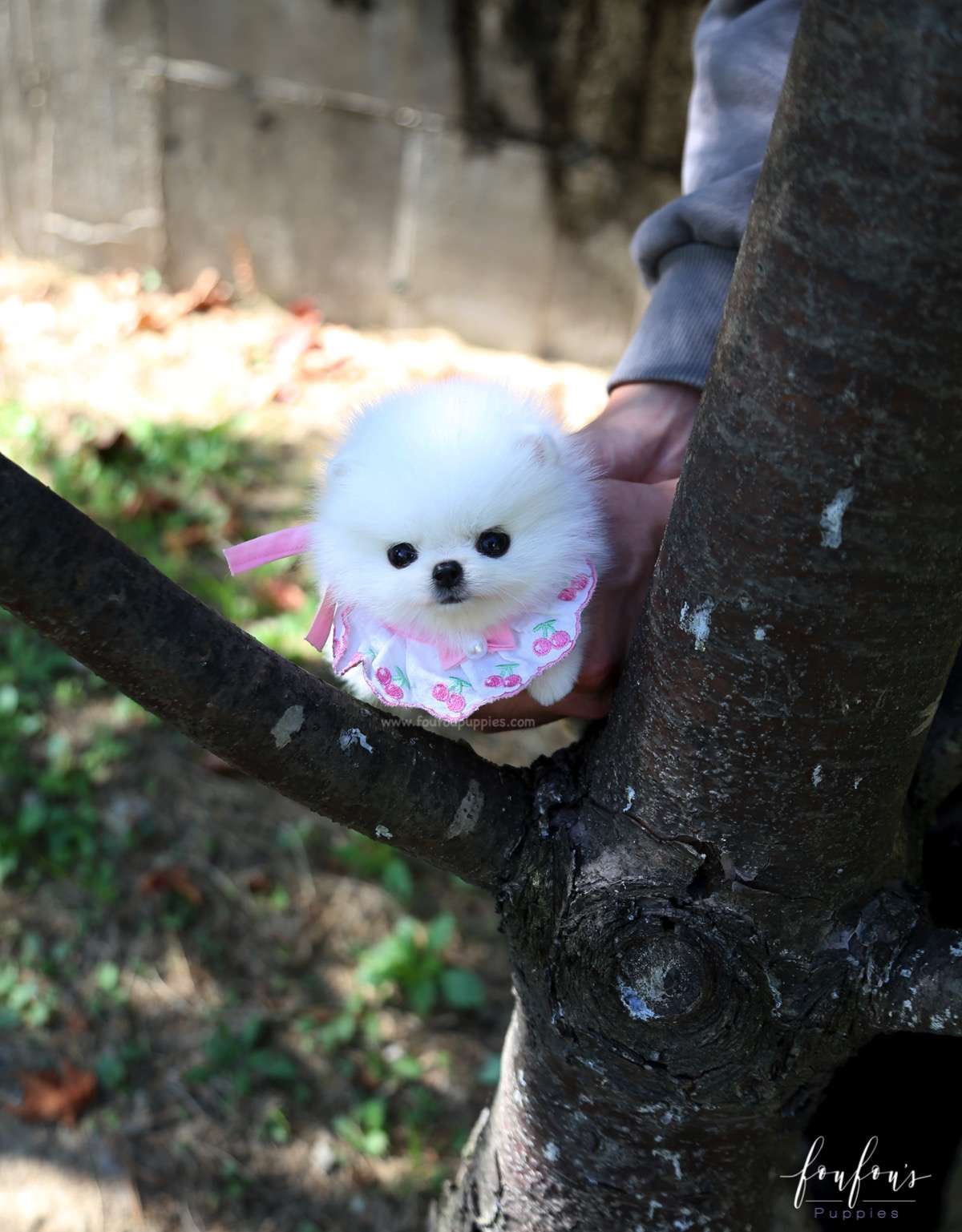 Aspen - Pomeranian F.