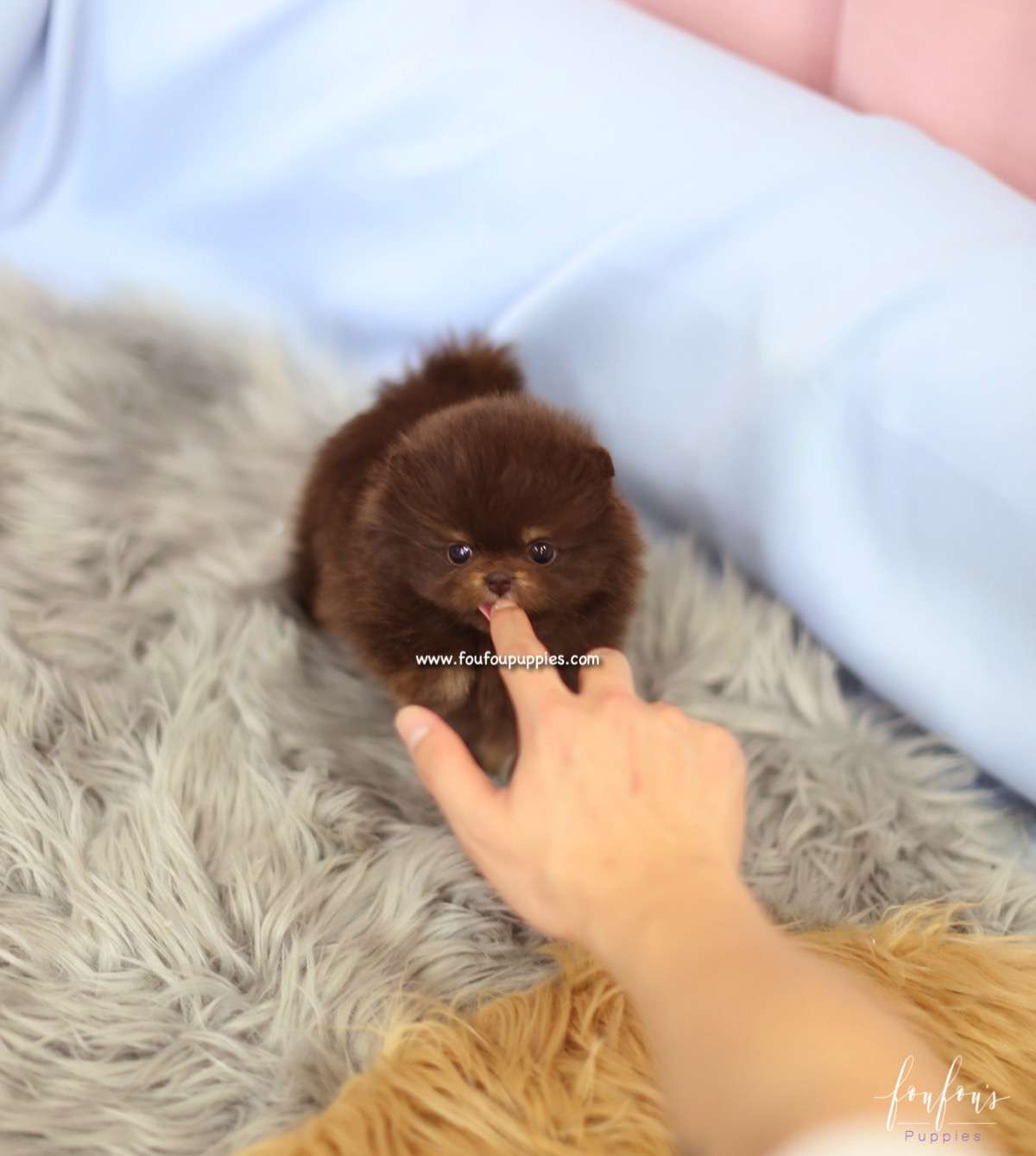 Java - Pomeranian F.