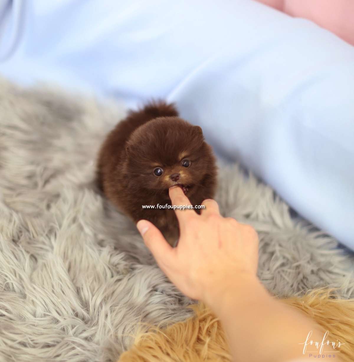 Java - Pomeranian F.