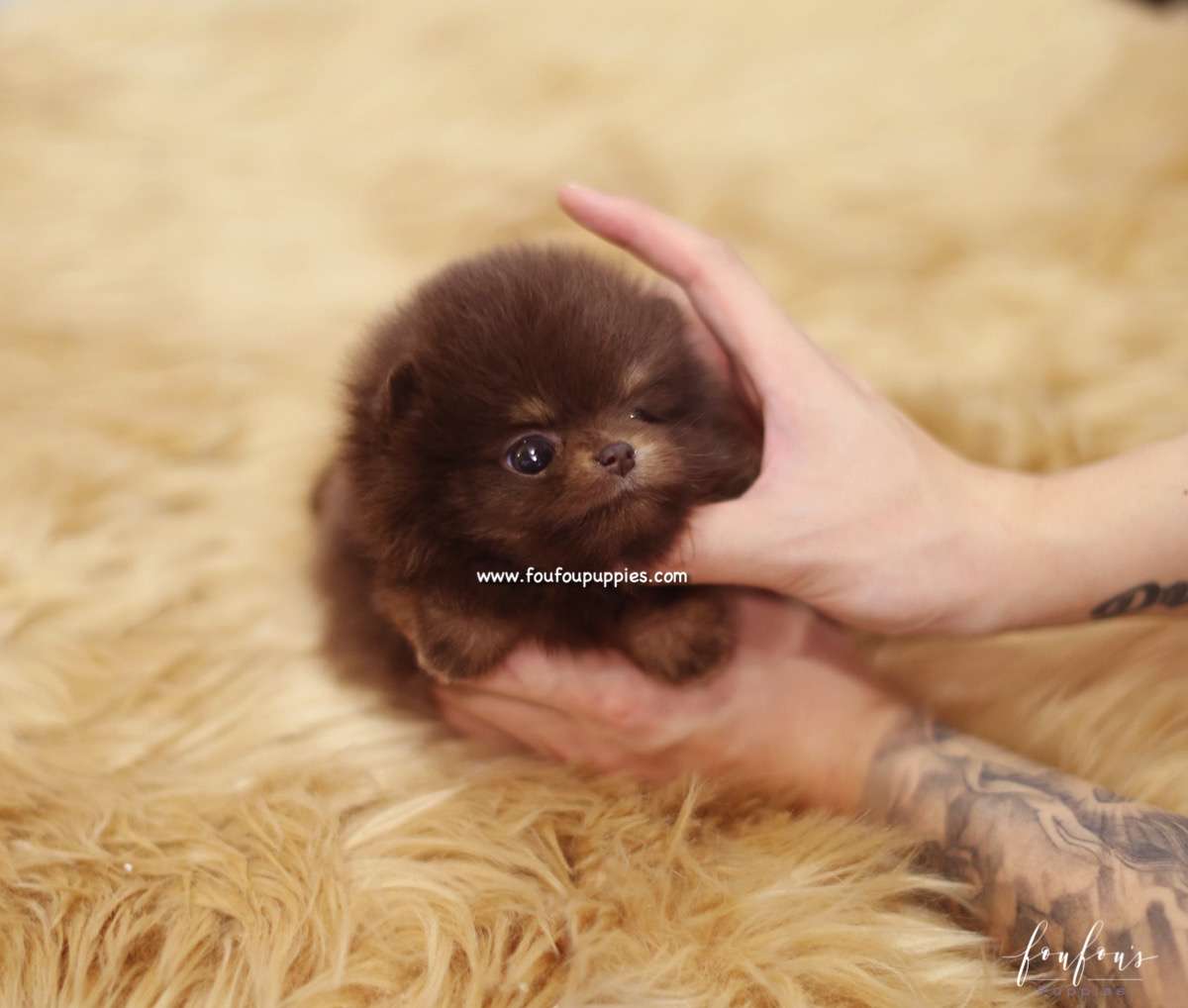 Java - Pomeranian F.
