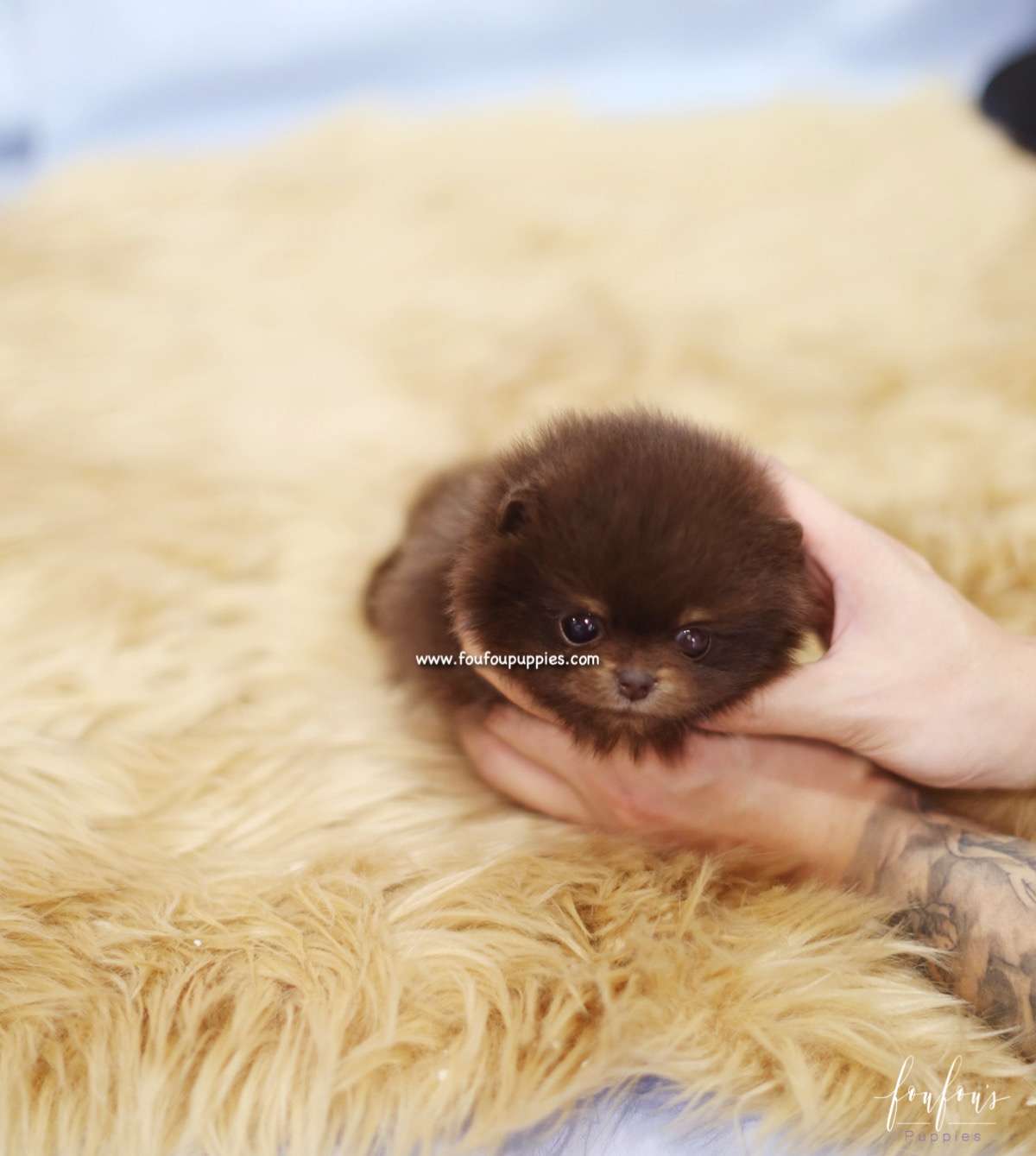 Java - Pomeranian F.
