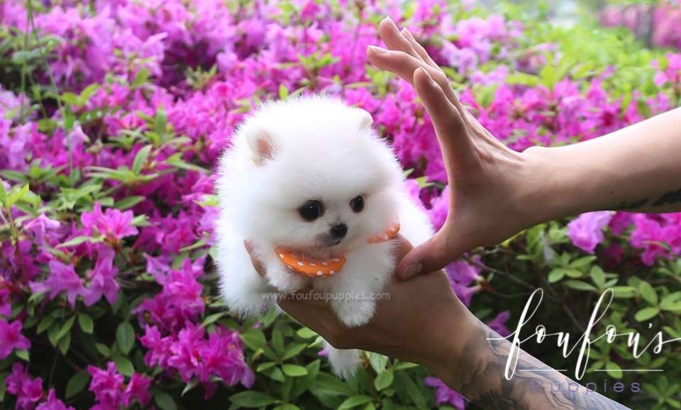 BonBon - Pomeranian F.