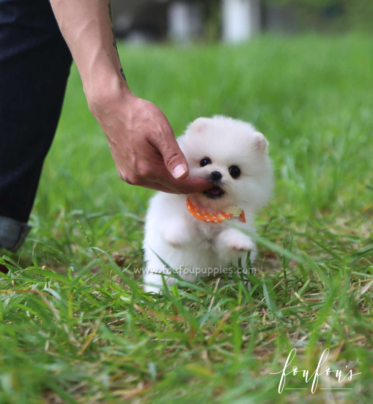 BonBon - Pomeranian F.