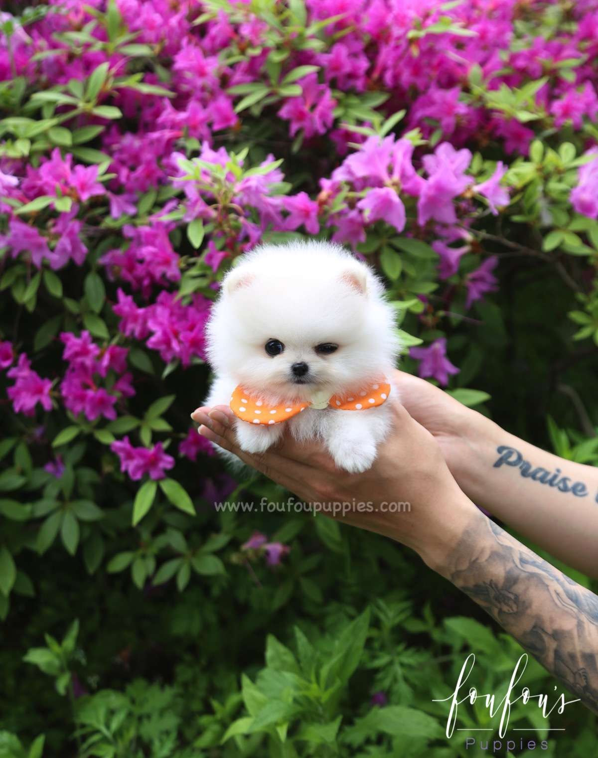 BonBon - Pomeranian F.