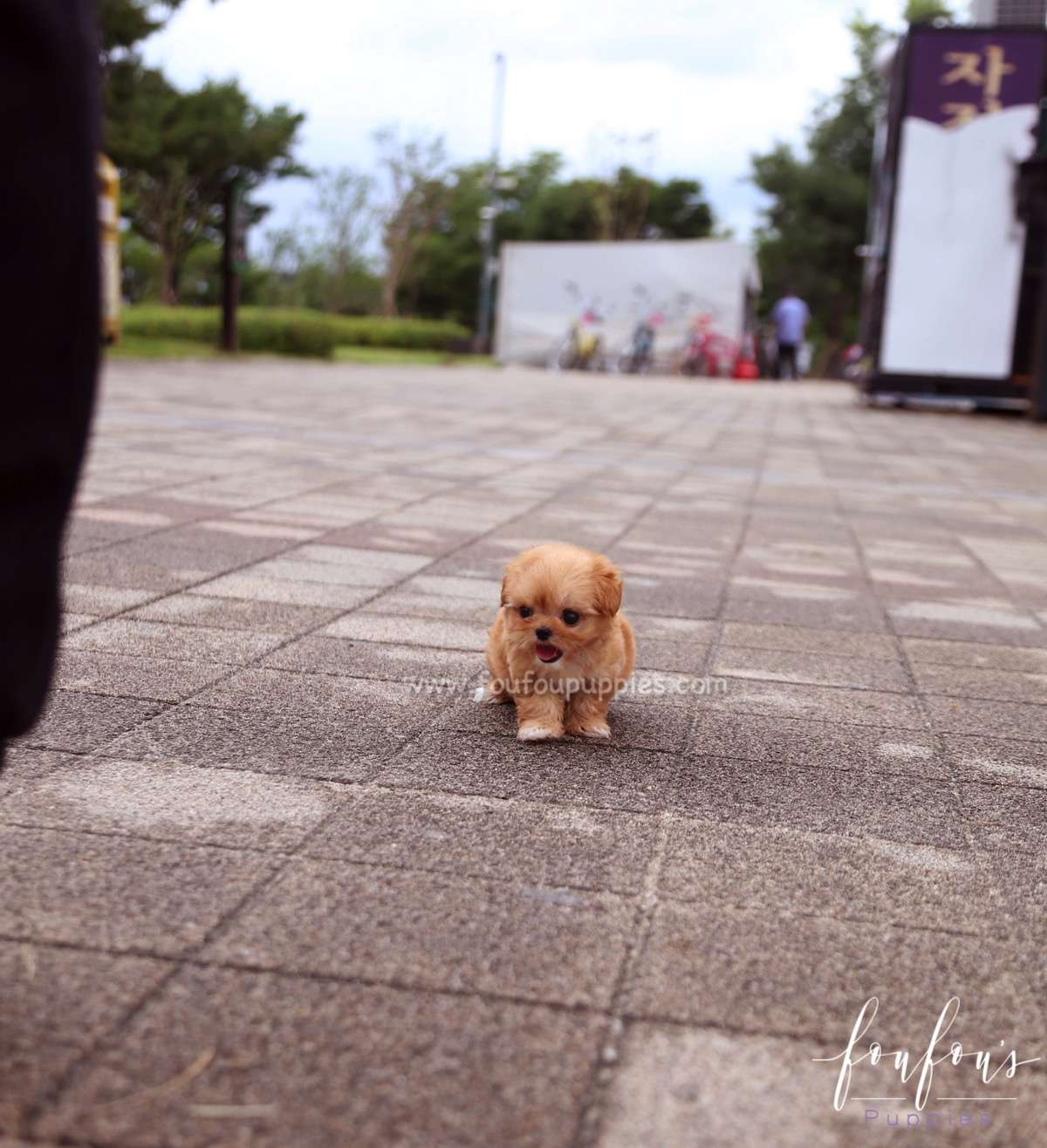 Aurora - Maltipoo F.