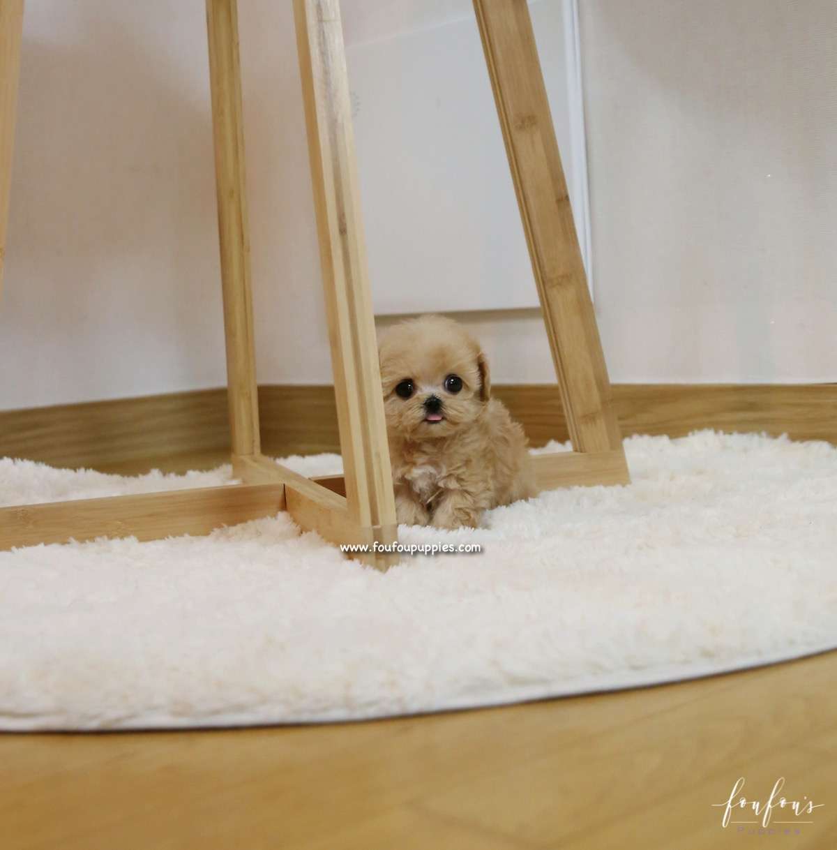 Chloe - Maltipoo F.