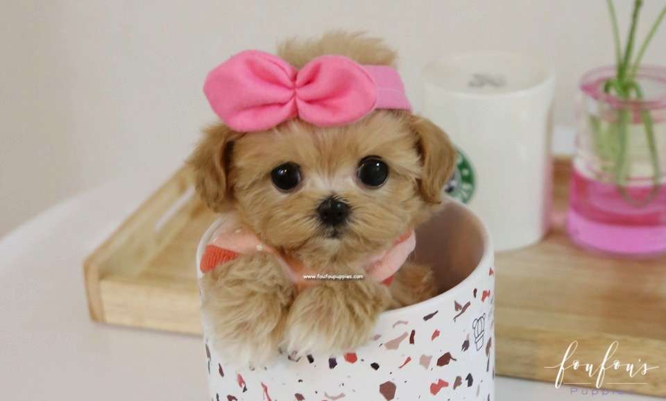 Chloe - Maltipoo F.