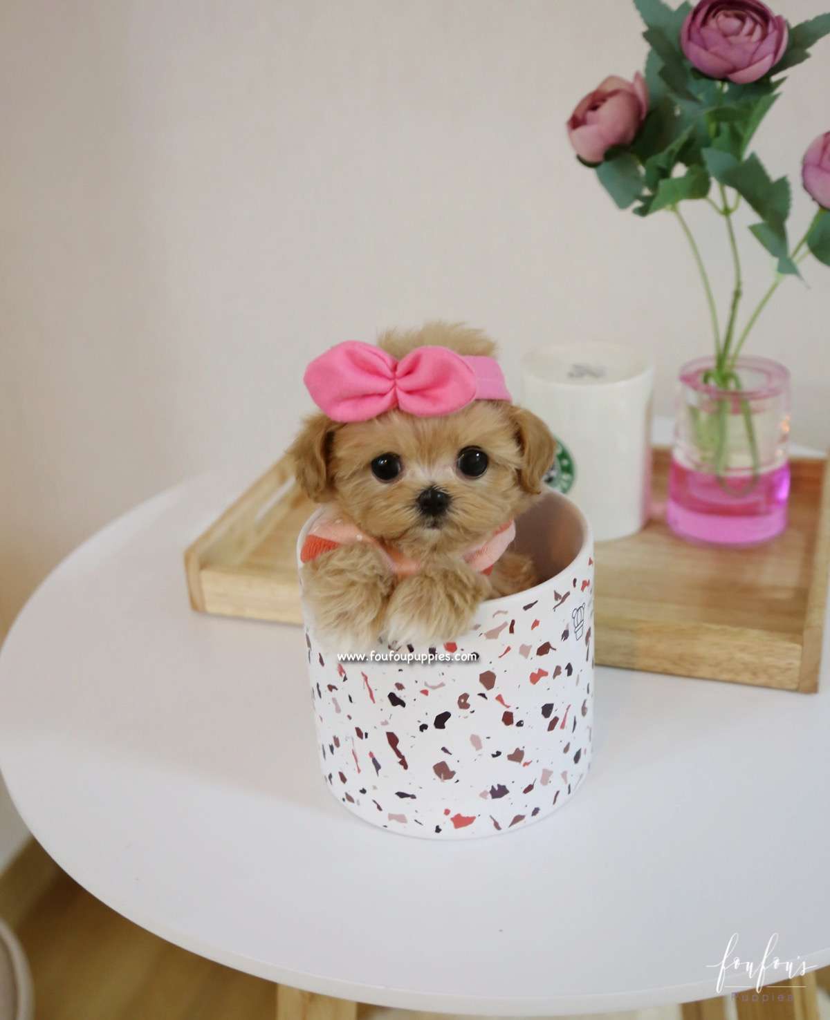 Chloe - Maltipoo F.