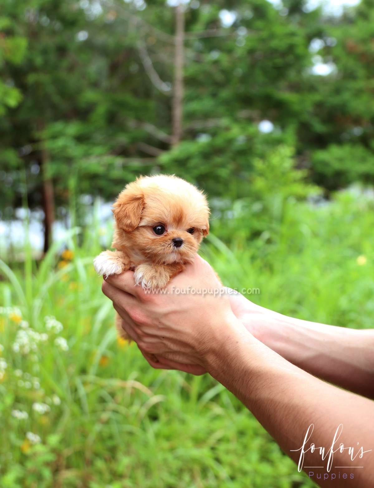 Aurora - Maltipoo F.