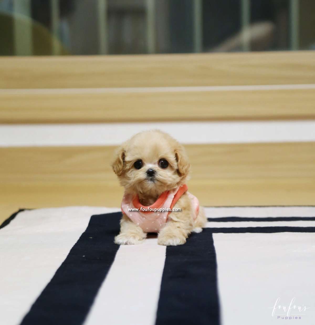 Chloe - Maltipoo F.