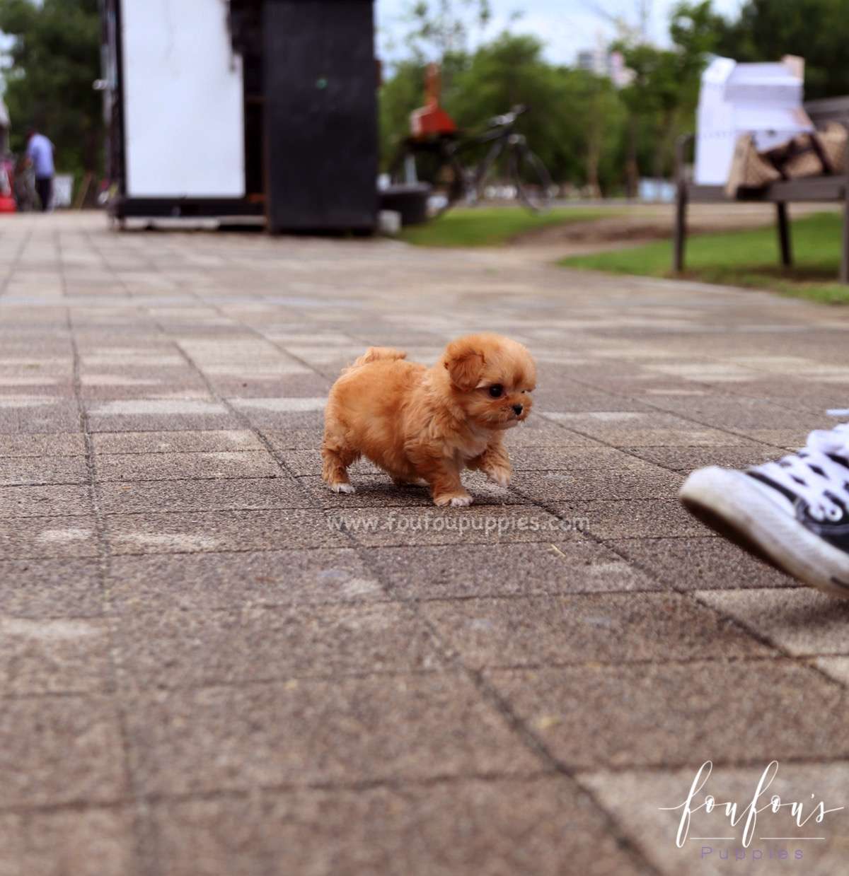 Aurora - Maltipoo F.