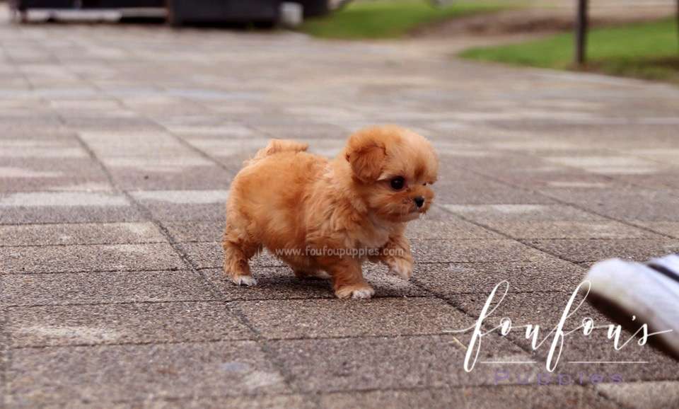 Aurora - Maltipoo F.