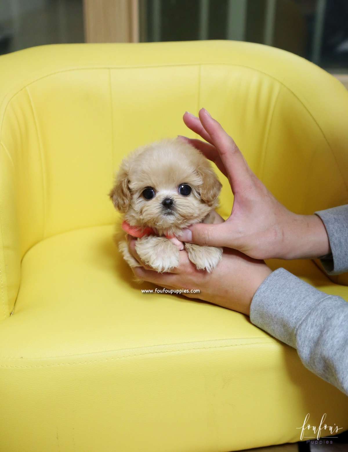 Chloe - Maltipoo F.