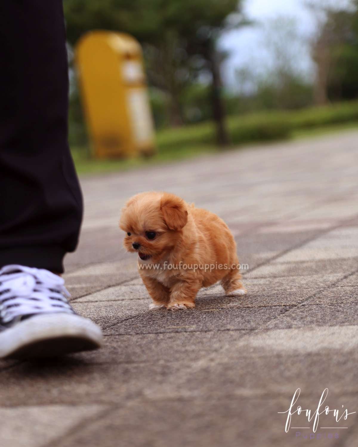 Aurora - Maltipoo F.