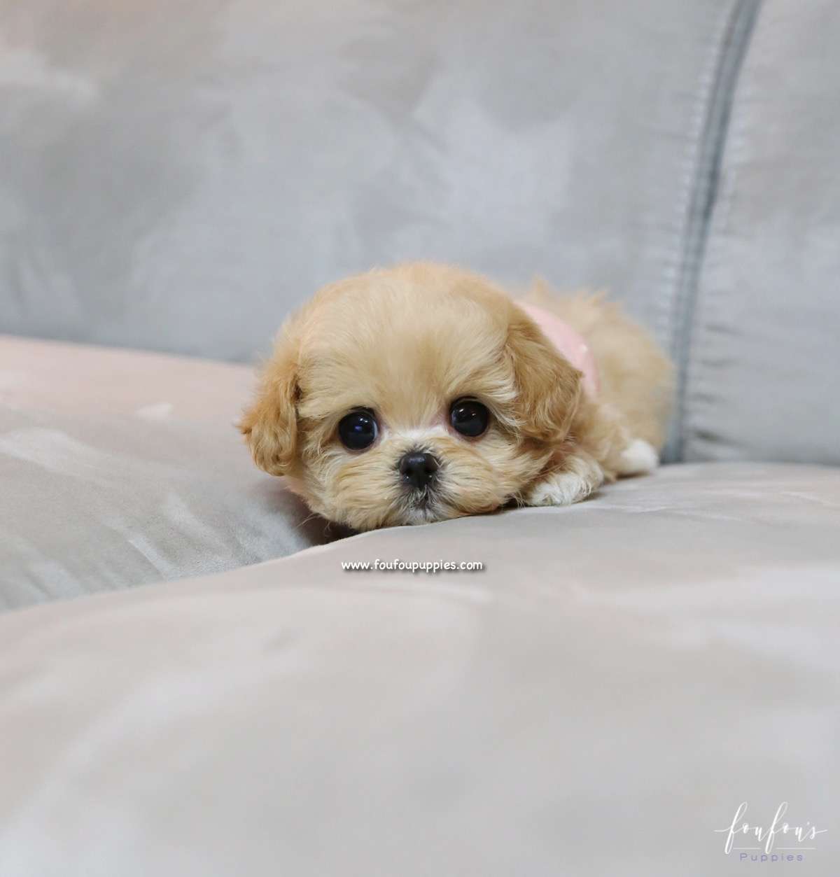 Chloe - Maltipoo F.